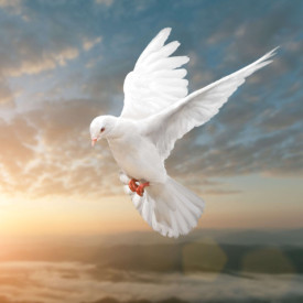 Dawneen Esther `Dawn` Harman